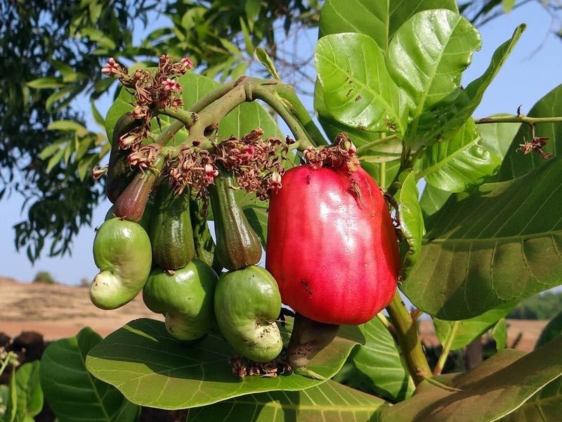 WAD - L'anacardier, l'arbre des noix de cajou WAD - L'anacardier, l'arbre des noix de cajou